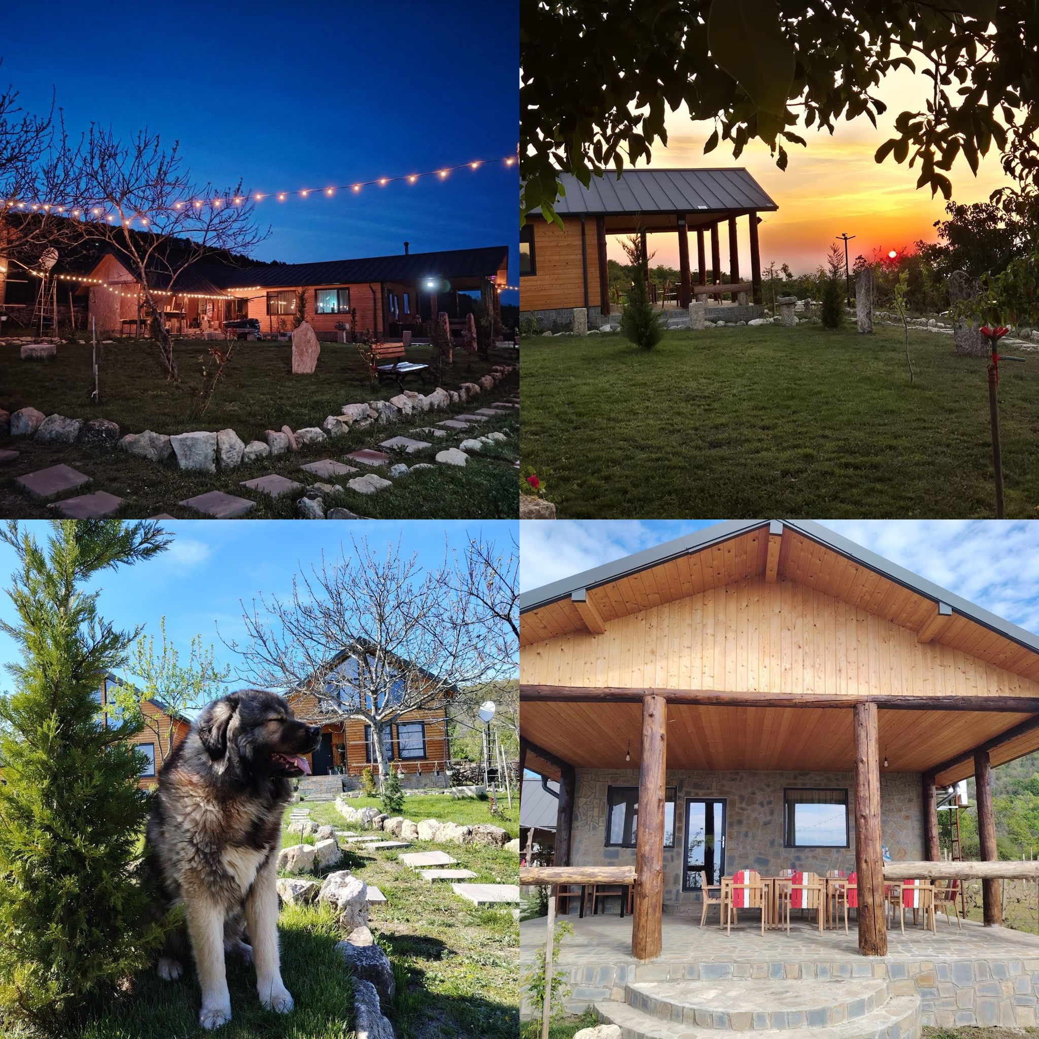 Colaj experiențe — noapte, apus, câine, terasă